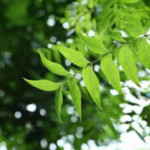 Neem - Image 3