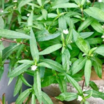 Bhringraj Extract - Image 4