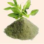 Andrographis / Kalmegh - Image 2