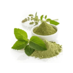 Holy Basil / Tulsi Extract - Image 2
