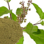 Holy Basil / Tulsi Extract - Image 3