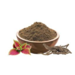 Coleus Forskohlii - Image 2