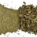 Gymnema Sylvestre - Image 3