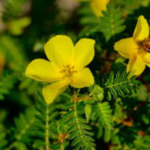 Tribulus Terrestris - Image 4