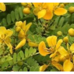 Senna Extract - Image 4